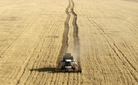 مصر تستورد 535 ألف طن من القمح