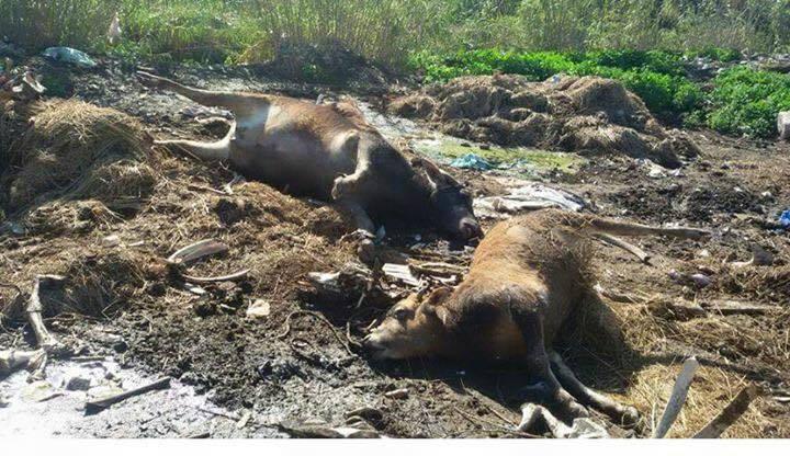 بالصور.. الحمى القلاعية تثير الرعب في قرى محافظتي البحيرة وأسيوط