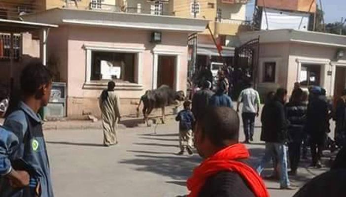 بالصور.. جاموس يتجول بمستشفى القرنة المركزي بالأقصر قبل زيارة “الوزير”