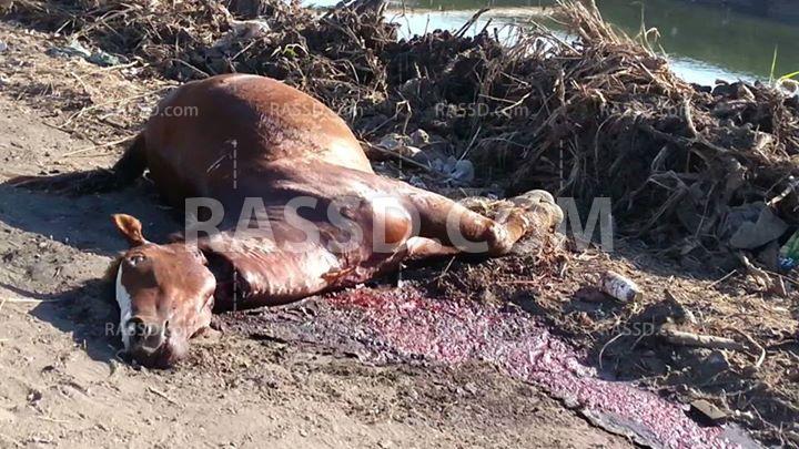 بالصور| الحيوانات النافقة مشكلة “ميت سليل”.. والأهالي يستغيثون