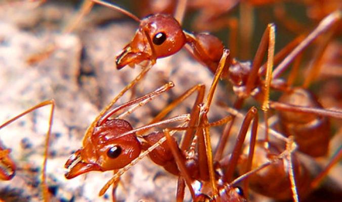 حشرة تهدد أستراليا والسلطات تدق ناقوس الخطر