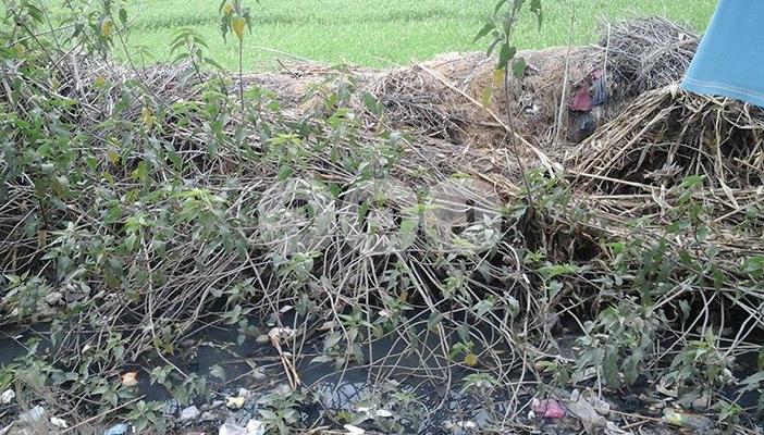 بالصور.. الري بمياه “الصرف” في البحيرة كارثة تهدد حياة المواطنين