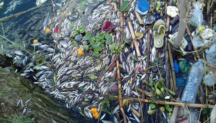 بالصور.. ظهور أطنان من الأسماك النافقة.. والأهالي: غاب المسؤولون