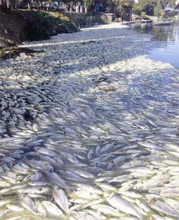 رئيس الثروة السمكية: التلوث ونقص الأكسجين وراء نفوق “المبروك الفضي”