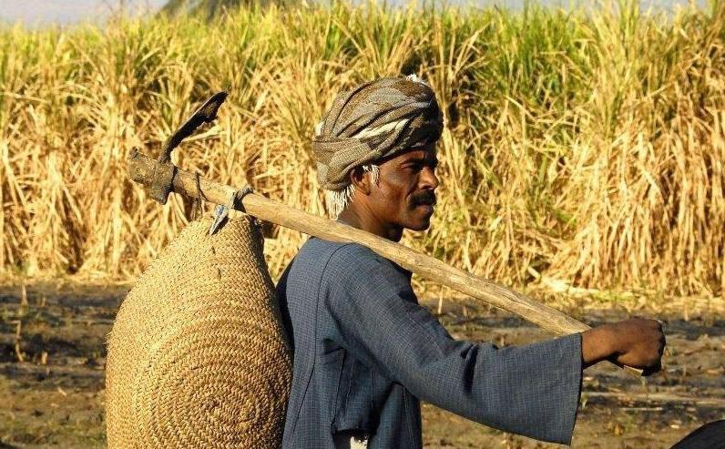 حكومة الإنقلاب ترفع ضرائب الأطيان الزراعية 10 أضعاف