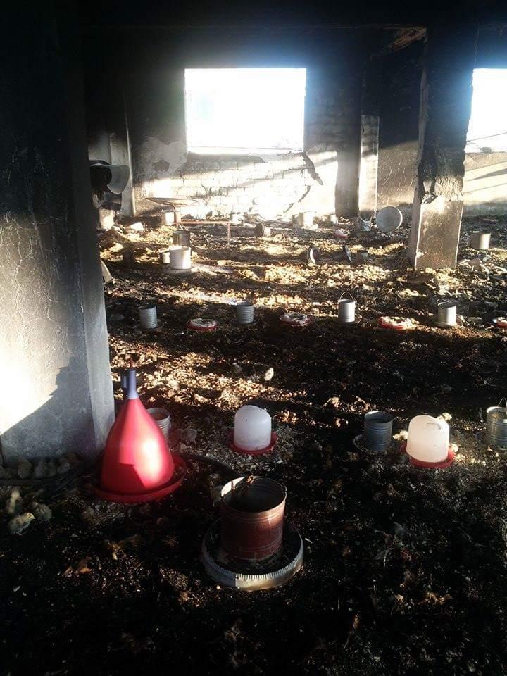 نفوق 2000 دجاجة نتيجة حريق بمزرعة دواجن بالدقهلية