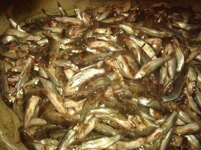 جهاز حماية المستهلك يحذر من بيع أسماك بها سم قاتل