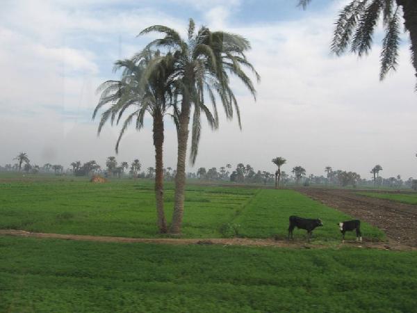 تضارب تصريحات وزراء الببلاوي حول زيادة ضريبة الأراضي الزراعية