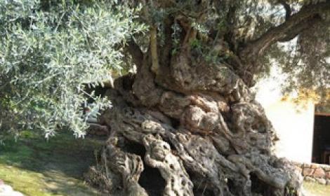 اكتشاف جذع شجرة يعود إلى 100 مليون سنة بتونس