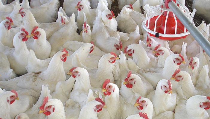 ارتفاع مفاجئ في أسعار الدواجن.. وتباين أسعار الخضار والفاكهة