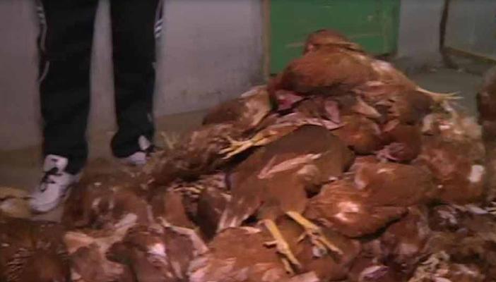 سرطان الدواجن يغزو بعض المزارع والأطباء: لا يؤثر على الصحة العامة