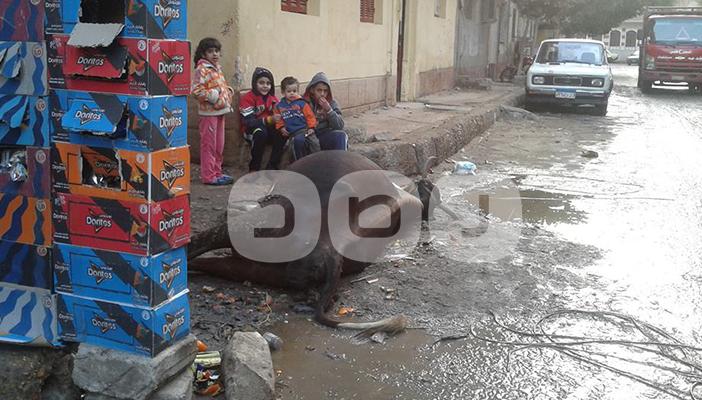 بالصور.. نفوق بقرة صعقا بالكهرباء بسبب الأمطار في بني سويف