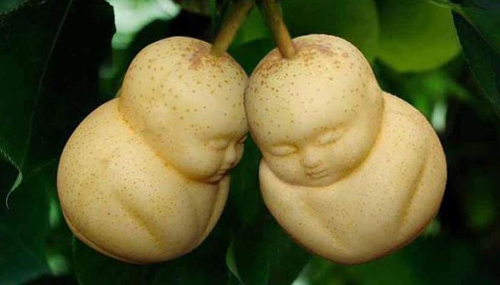 “أبناء الكمثرى”.. فاكهة لن تقوى على أكلها