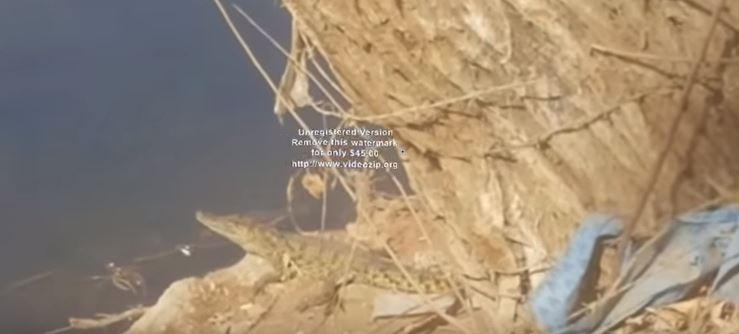 بالفيديو.. ظهور تمساح بترعة الإسماعيلية بمنطقة مسطرد المطرية