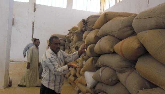 القاهرة تستقبل القمح الملوث بالإرجوت قريبا