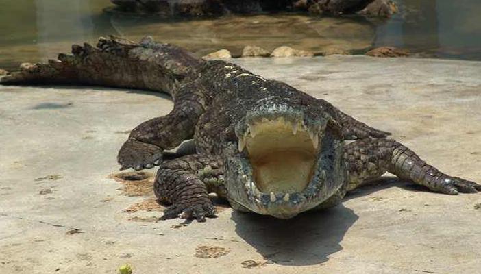 ظاهرة التماسيح.. المواطنون يعانون والإخوان متهمون والمسؤولون صامتون