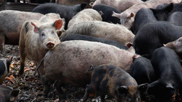 فضيحة.. مصر تستورد لحوم خنازير بـ8 ملايين جنيه