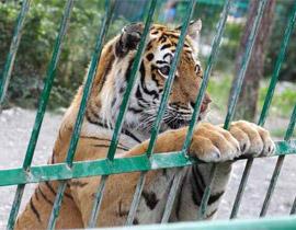 محافظ الدقهلية ينفى بيع حديقة حيوان المنصورة