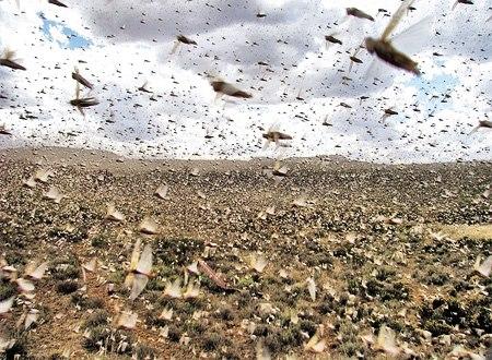 الجراد يهدد آلاف الأفدنة بأسوان..والمواطنون يستغيثون بالزراعة