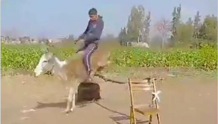 بالفيديو.. فلاح مصري  ينجح في تدريب حماره على قفز الحواجز الخشبية