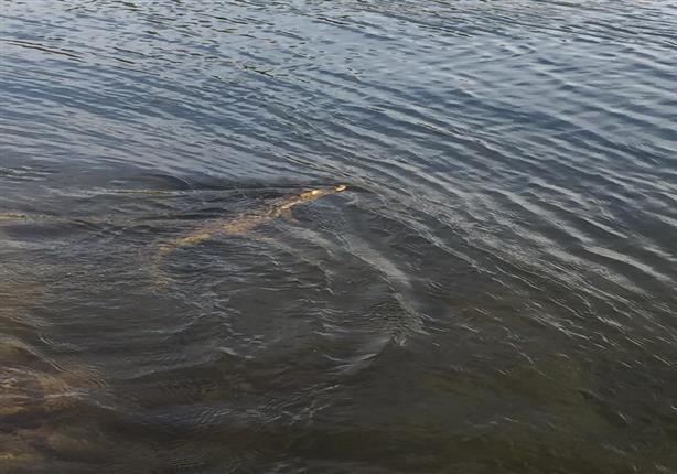 رحلة “تمساح أسوان” من صخرة جزيرة النباتات إلى بحيرة ناصر