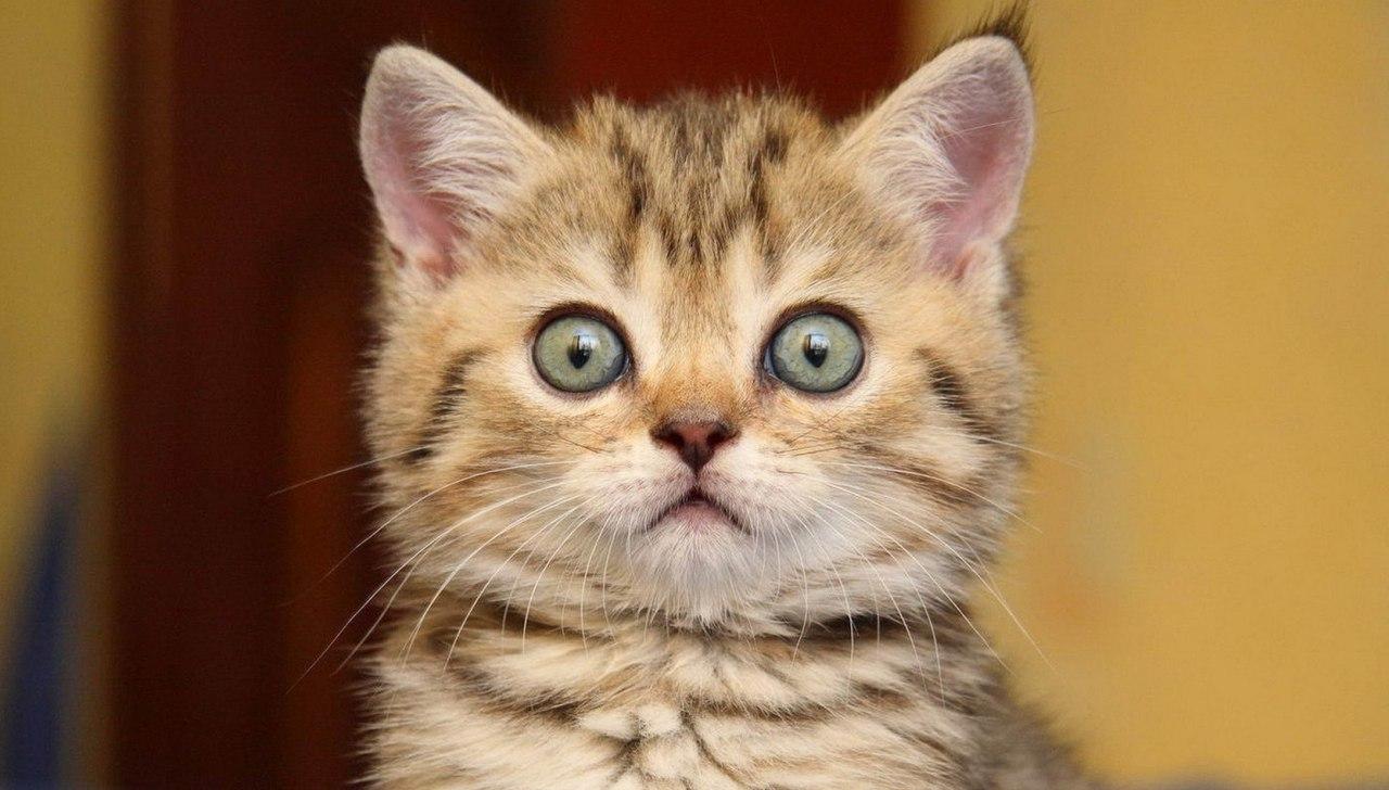 ذا كونفرزيشن: لماذا يعاني بعضنا من “فوبيا القطط”؟