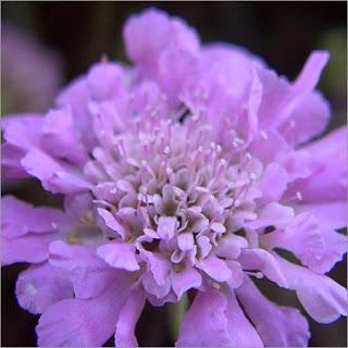 “اللافندر” أحدث صيحات علاج التوتر والقلق