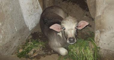 “الخدمات البيطرية” : نكافح السل البقري وهناك حالات مسجلة في المحافظات