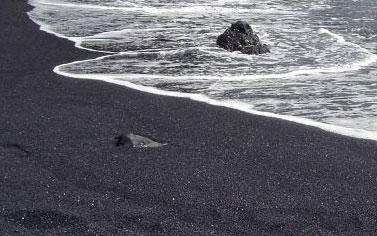 بدء تدشين مشروع الرمال السوداء العالمي بكفر الشيخ