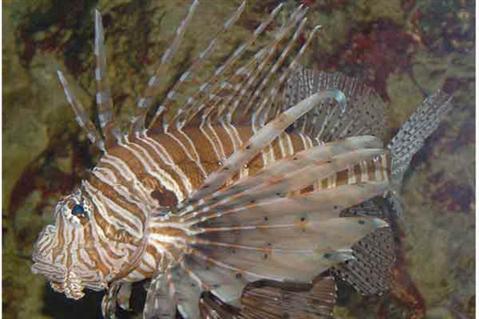 هيئة الثروة السمكية تحذر من انتشار”دجاجة البحر”بالأسواق