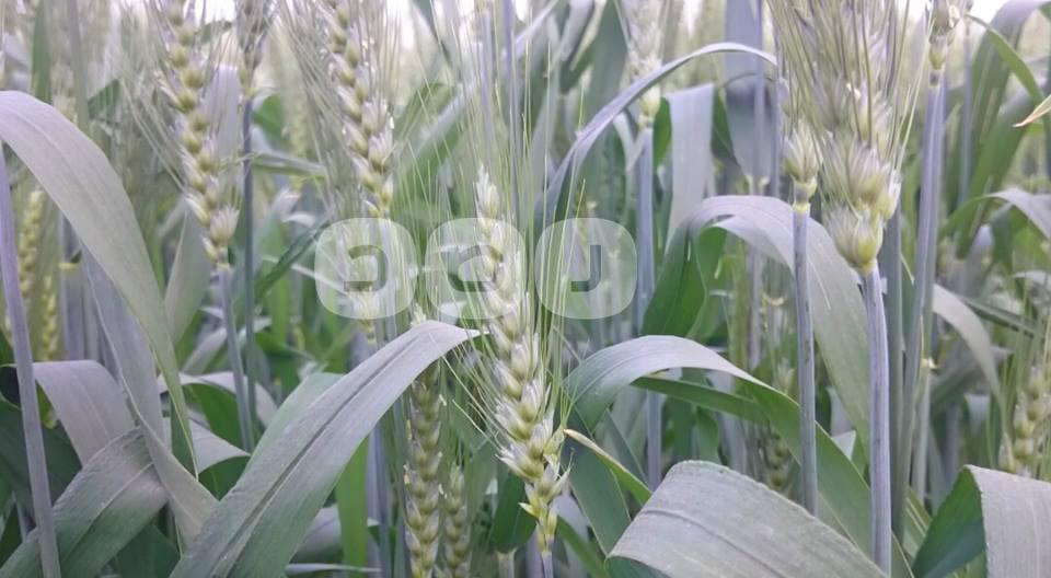 بعد تحديد سعر محصول القمح.. الأهالي: “غالي على الغلابة”