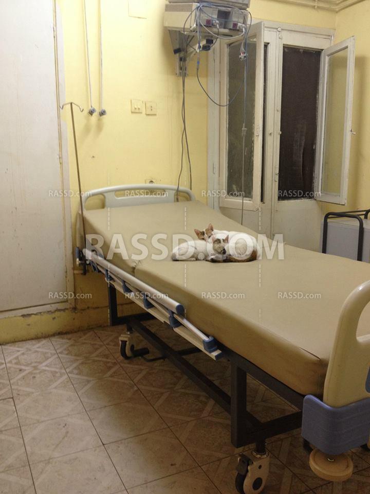 مستشفيات سوهاج .. إهمال المرضي وحضور الحيوانات‎