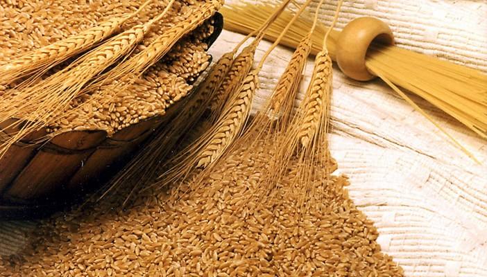 استيراد 290 ألف طن قمح أمريكي.. والاحتياطي يكفي لمنتصف مايو