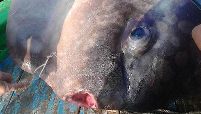 بالصور.. العثور على سمكة “مولا مولا” بالبحيرة