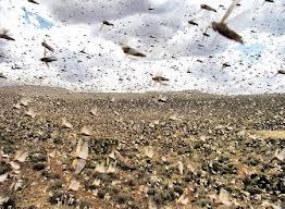 وزارة الزراعة تسيطر على أسراب الجراد بمدن البحر الأحمر