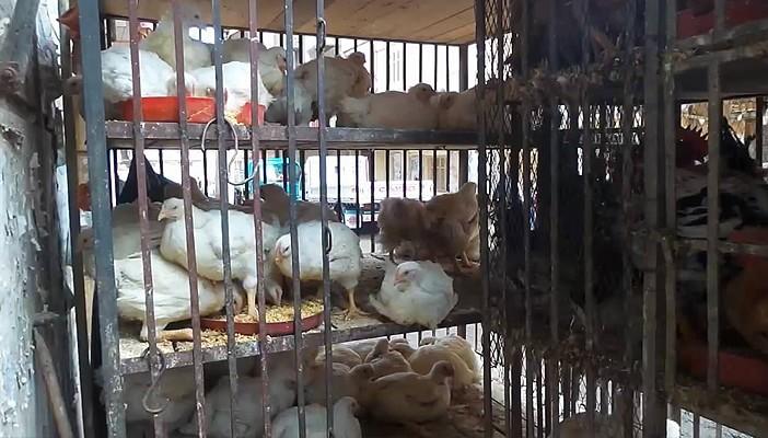 أسعار الدواجن تحلق في الفضاء.. ومواطنون: “اتحرمنا من قوت الغلابة”