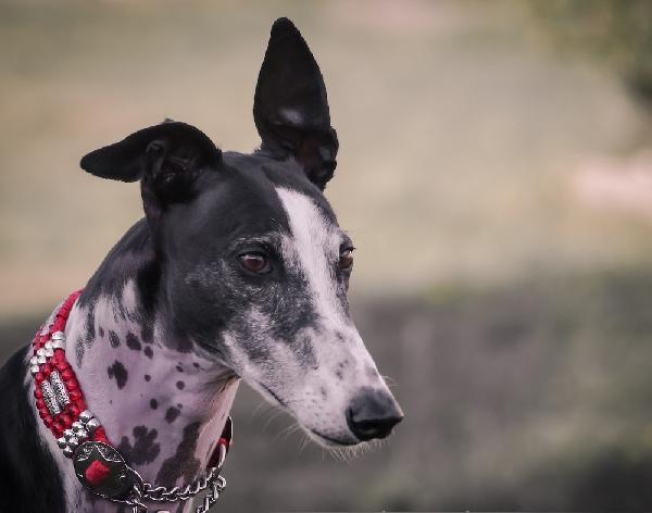 اليوم.. بدء أول مسابقة لملكات جمال الكلاب في مصر