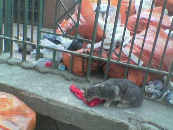 النفايات الصحية بمستشفى الزقازيق الجامعى..حصار الموت