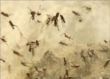 الجراد يصل إلى القاهرة