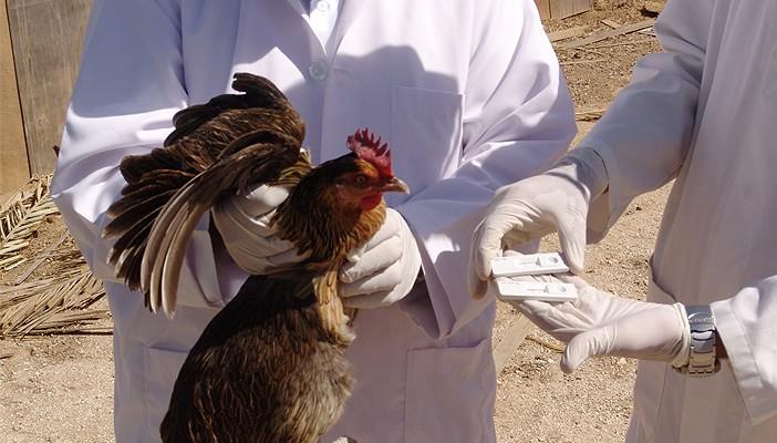 الزراعة: ارتفاع بؤر إنفلونزا الطيور لـ235 فى 25 محافظة