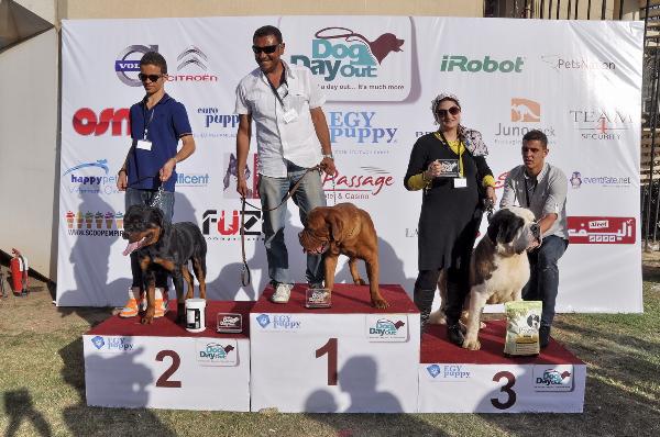 بأرض الكنانة..الثوار يُعدمون والكلاب بجمالها يتسابقون