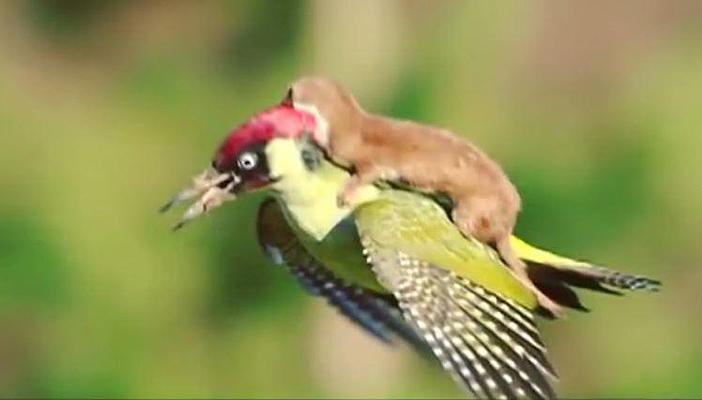 بالفيديو.. “عرسة” تعتلي طائر بإحدى حدائق لندن