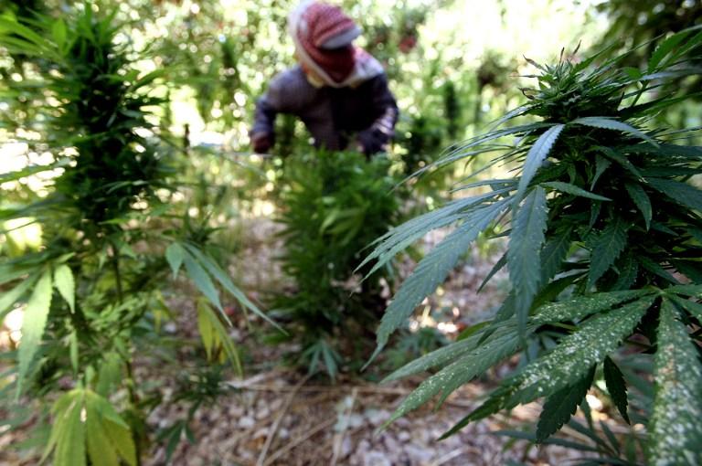 تقرير دولي: مصر من أكبر الدول المنتجة للحشيش في إفريقيا