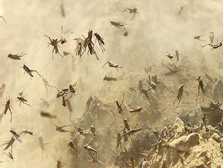 “مكافحة الزراعة” تتصدى لأسراب الجراد بغرب العريش