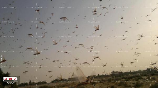 زراعة أسيوط :لم يصلنا الجراد ومستعدون لمواجهته