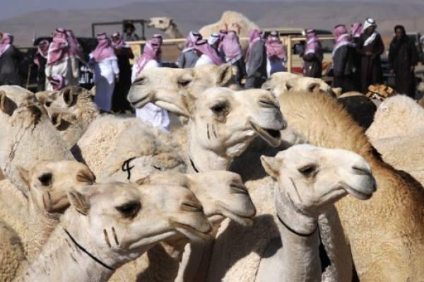 ست معلومات لا تعرفها عن مسابقة ملكة جمال الإبل