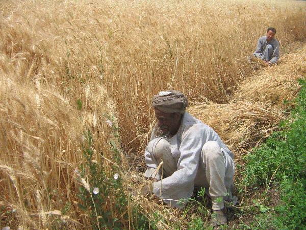 عقود مباشرة بين الفلاحين وبنك التنمية لمنع التلاعب بنوعية القمح