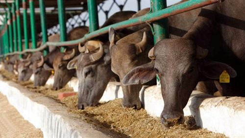 إضراب عمال “عاداة الزراعي” بكفر الدوار للمطالبة بحل الإدارة