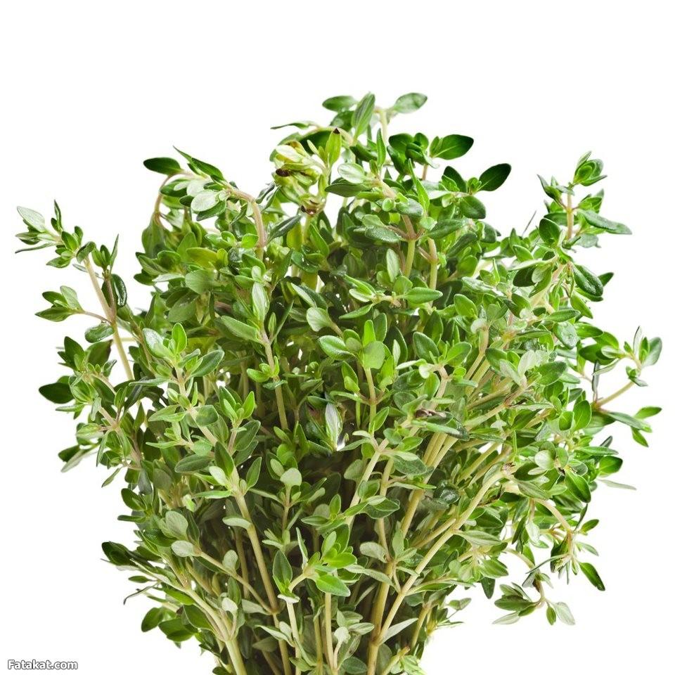 أهمها علاج آلام البطن.. فوائد الزعتر العلاجية