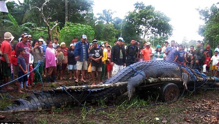 نفوق “هاكونا”.. أكبر تمساح في العالم عن 85 عامًا